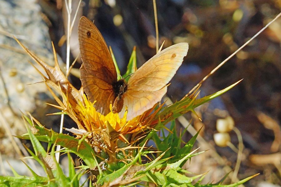 Maniola nurag, maschio